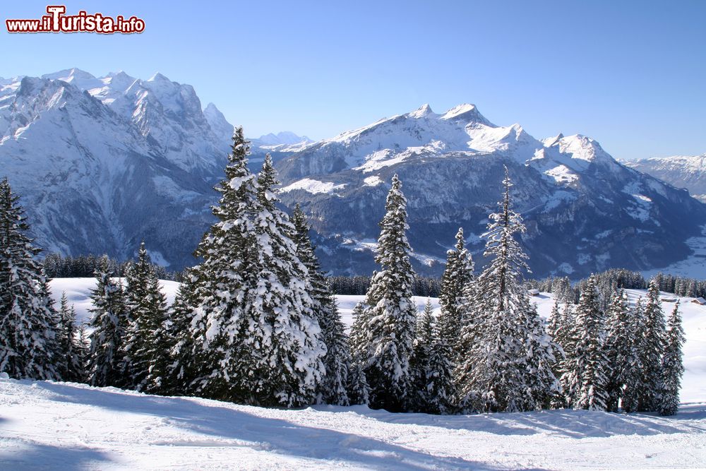 Immagine Le Alpi svizzere di Hasliberg dopo una bella nevicata. Questa località si trova a 1082 metri di altezza sul livello del mare.