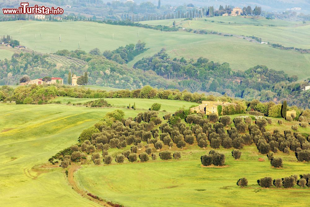 Immagine Le campagne della toscana vicino a Sinalunga in provincia di Siena, in Toscana.