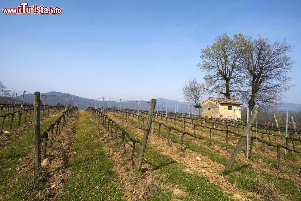 Immagine Le campagne di Passirano di Brescia, sulla Strada del Vino di Franciacorta in Lombardia