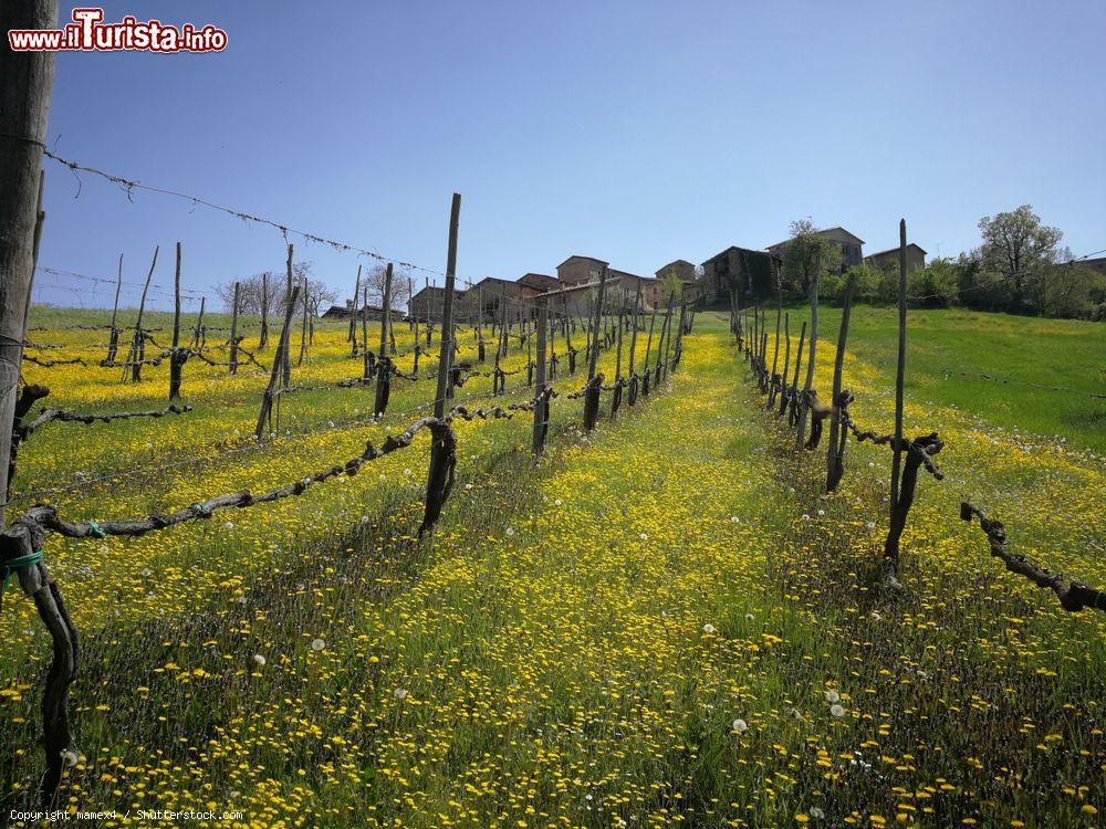 Immagine Le campagne in fiore, siamo ad Albareto di Parma in Emilia-Romagna © mamex4 / Shutterstock.com