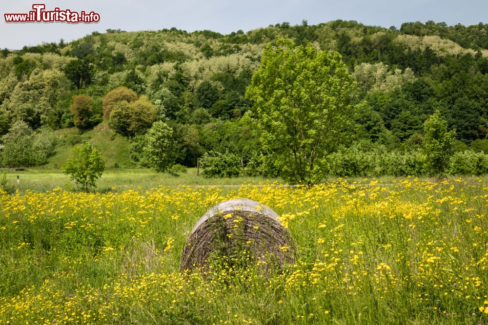 Immagine Le campagne intorno a San Pietro al Natisone in estate, siamo in provincia di Udine nel Friuli