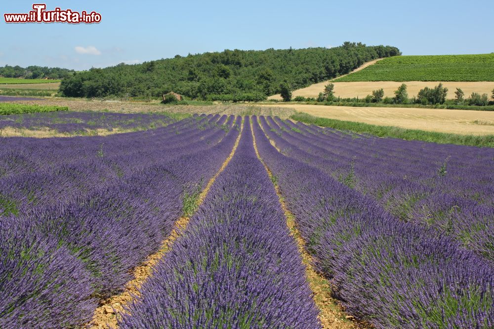 Immagine Le campagne intorno a VAlreas in Francia durante la fioritura della lavanda