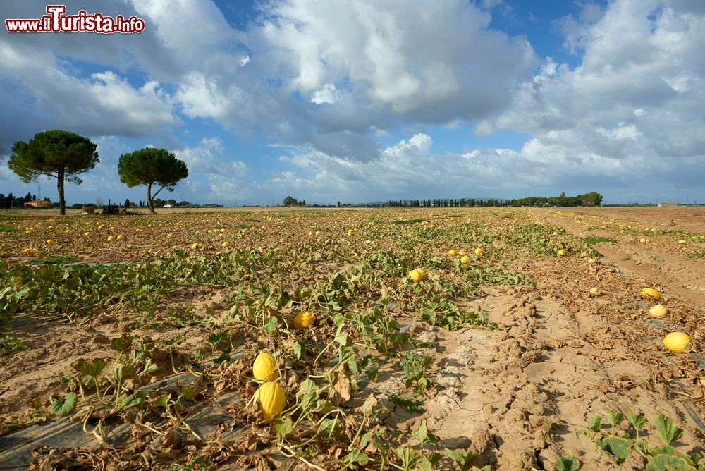 Immagine Le campagne intorno a Vignale Riotorto in provincia di Livorno in Toscana. Una coltivazione di meloni