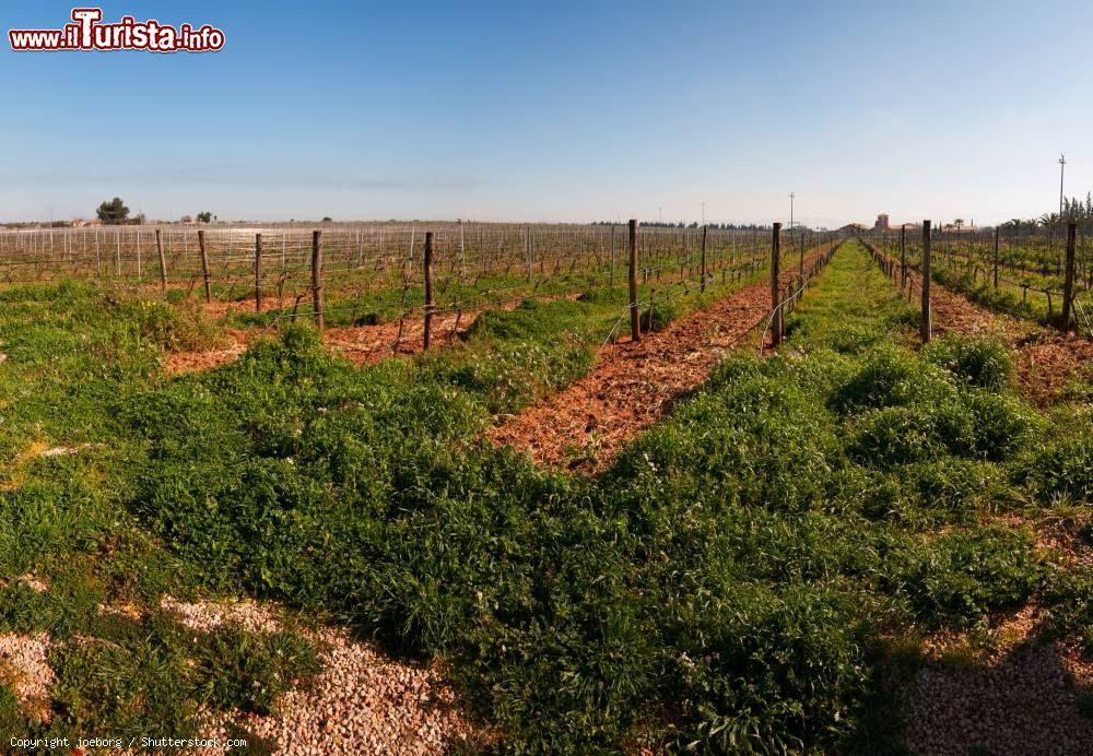 Immagine Le campagne intorno ad Acate nel sud-est della Sicilia. - © joeborg / Shutterstock.com