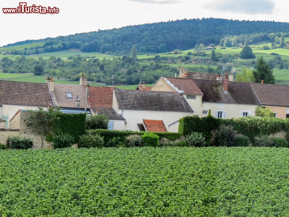Immagine Le campagne intorno al villaggio di Meursault in Francia, Borgogna