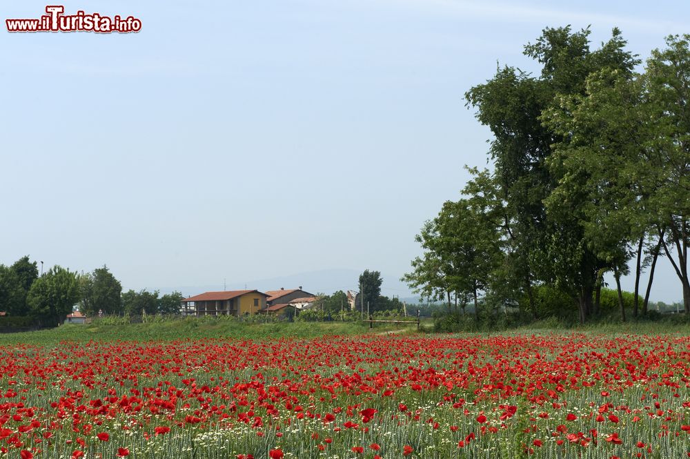 Immagine Le campagne intorno Cazzago San Martino (Bs) in Franciacorta, fotografate in primavera