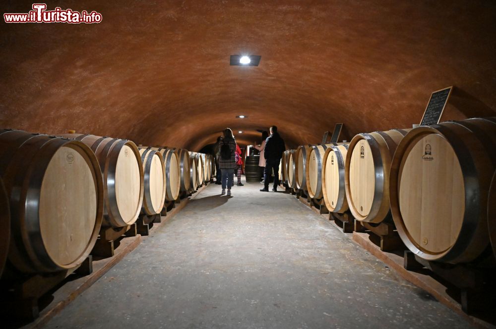 Immagine Le cantine di Monte Fasolo a Cinto Euganeo - Foto di Sonja Vietto Ramus