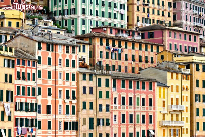 Immagine I mille colori delle case di Camogli, perla della Liguria - le case di Camogli, così come quelle di Portofino e di Manarola, rientrano appieno in uno stile all'insegna del colore tipico della Liguria ma anche di tanti borghi marinari italiani. L'allegria dei colori vivaci di queste case, disposte su una vallata del promontorio di Portofino, rende lo spettacolo di questo bel borgo ancora più suggestivo. - © Davide Calabresi / Shutterstock.com