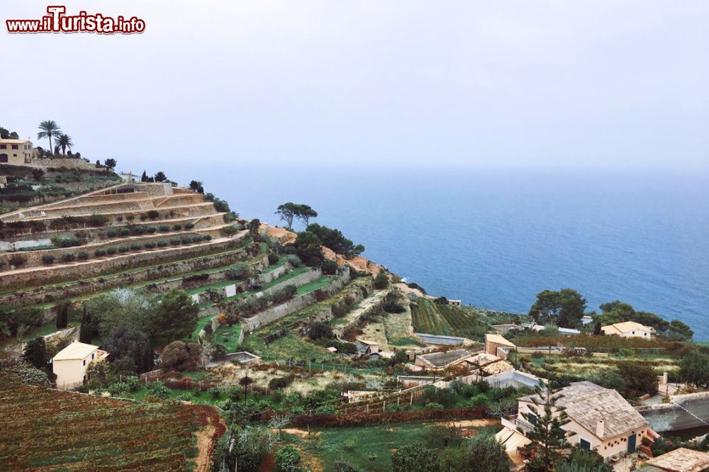 Immagine Le colline terrazzate di Banyalbufar a Maiorca, Baleari, Spagna. Questa cittadina, il cui nome dovrebbe significare "fondata vicino al mare", è celebre per le sue terrazze coltivate.