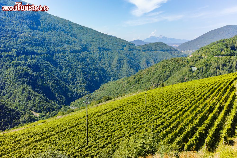 Immagine Le coltivazioni a vigneto di Caldaro, Trentino Alto Adige. Una suggestiva immagine estiva delle vigne che bordano i terreni di questo angolo d'Italia.