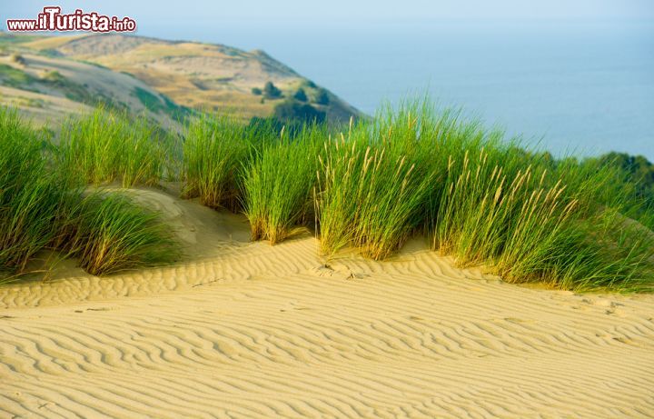 Immagine Le dune di sabbia a sud del villaggio di Nida, Lituania. Siamo nella principale località turistica della penisola dei Curoni, l'oasi naturalistica più affascinante della Lituania - © JuliusKielaitis / Shutterstock.com