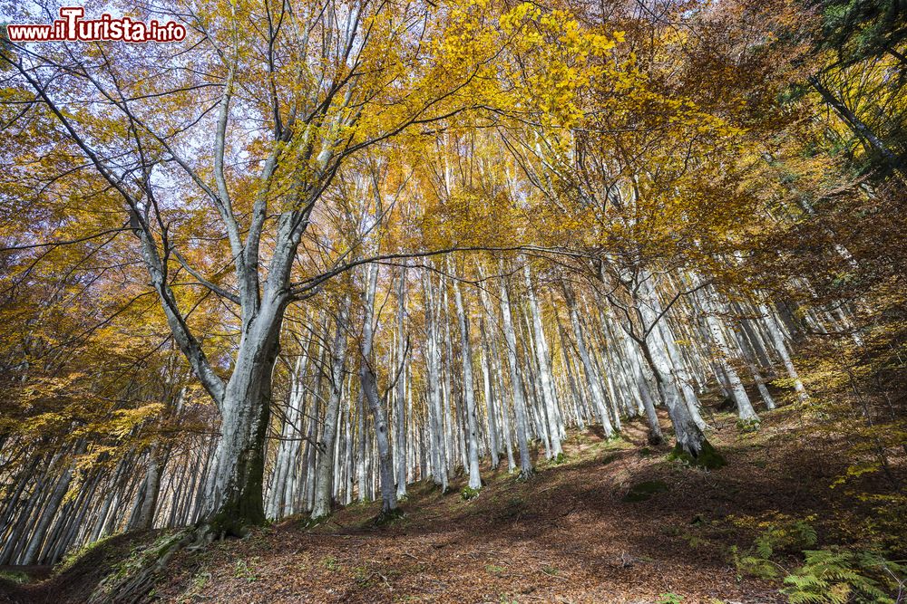 Immagine Le faggete delle foreste Casentinesi nei dintorni di Camaldoli, Toscana.