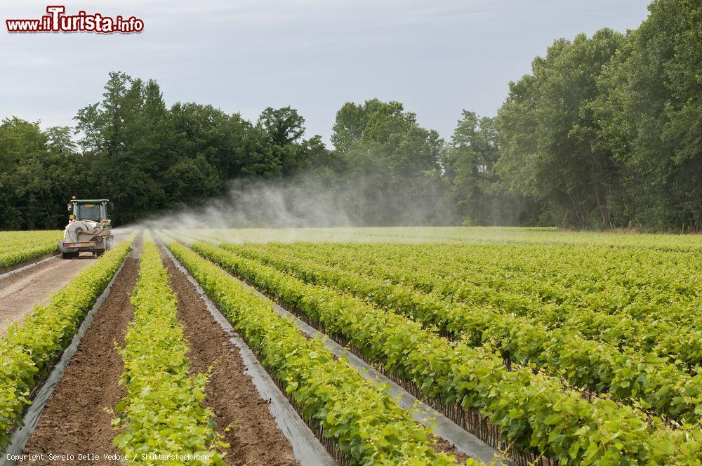 Immagine Le fertili campagne intorno a Codroipo in Friuli Venezia Giulia - © Sergio Delle Vedove / Shutterstock.com