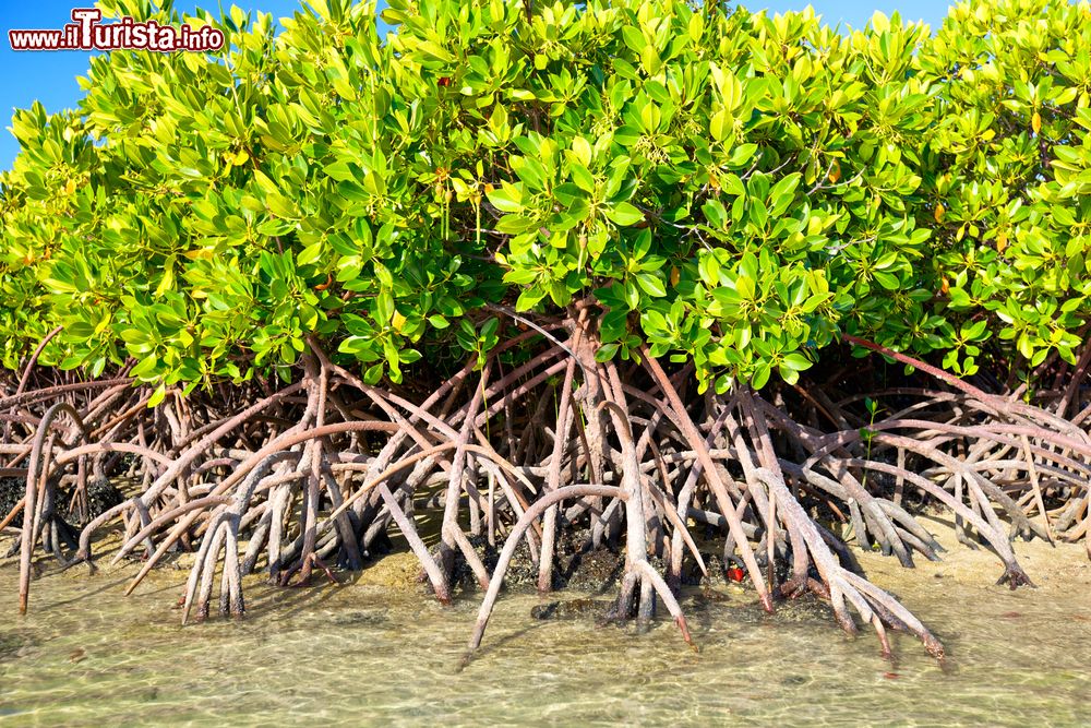 Immagine Le mangrovie di L'Île d’Ambre a Mauritius
