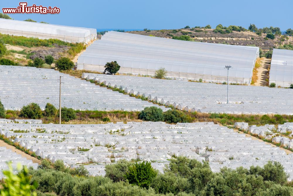 Immagine Le serre della zona di Pachino dove si producono i celebri pomodori