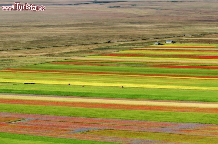 Immagine Le sfumature di Piano Grande di Castelluccio, Umbria, Italia. Questo territorio umbro offre paesaggi suggestivi in ogni periodo dell'anno ma durante i mesi della fioritura una visita è d'obbligo - © Claudio Giovanni Colombo / Shutterstock.com