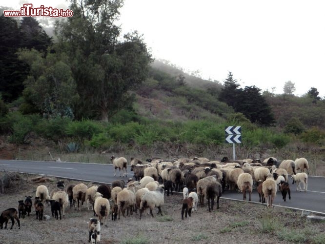 Immagine Difficile incontrare auto per le strade di El Hierro, è quasi più probabile imbattersi in un gregge di pecore.