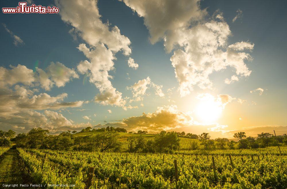 Immagine Le vigne nelle campagne di Cinigiano in Val d'Orcia, siamo in Toscana, provincia di Siena - © Paolo Fassoli / Shutterstock.com