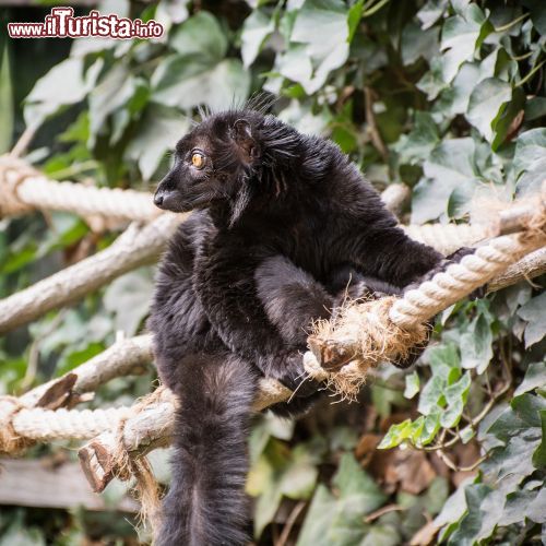 Immagine Un maschio di lemure macaco nella giungla all'interno della Riserva della Biosfera di Sahamalaza-Isole Radama, Madagascar - foto © PeterVrabel / Shutterstock.com