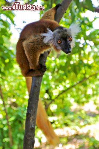 Immagine La femmina di un lemure macaco su un albero nella giungla dell'isola di Nosy Komba, Madagascar - foto © Fruzsi-Gergo / Shutterstock.com