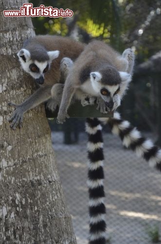 Immagine Lemuri a Necker Island - © Guendalina Buzzanca / thegtraveller.com