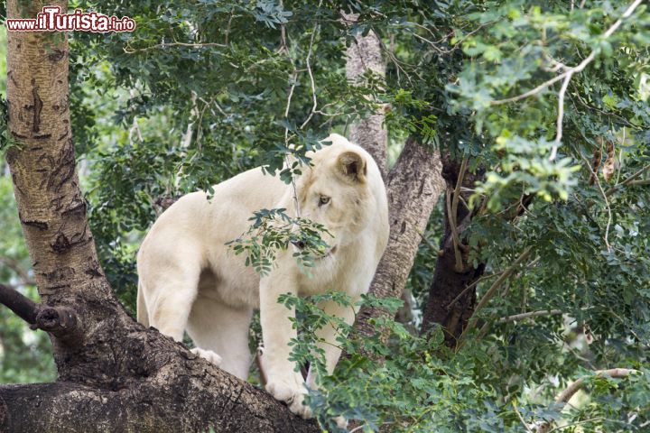 Immagine Leone bianco su un albero al Casela Park di Mauritius - Fra gli animali ospitati nel parco naturale di Tamarin, sull'isola di Mauritius, ci sono anche i leoni bianchi: in quest'immagine, un esemplare osserva dall'alto di un albero ciò che accade © Costi Iosif / Shutterstock.com