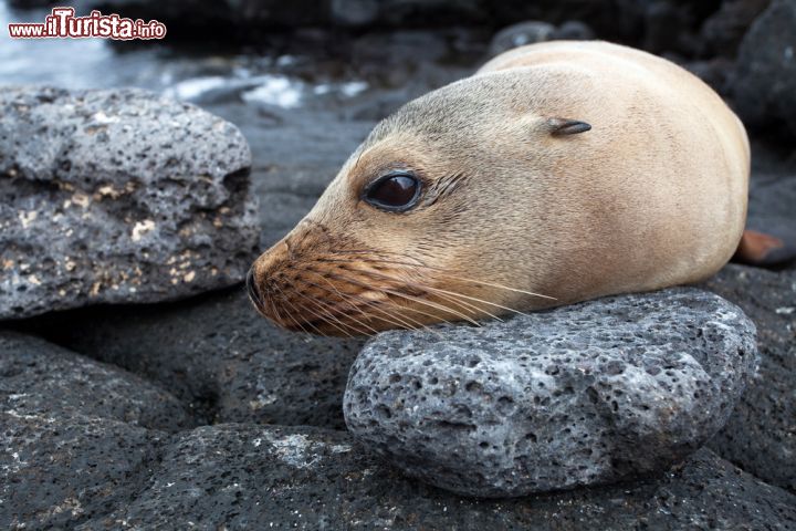 Immagine Un leone marino alle Galapagos (Ecuador). Non stupisce di vedere mammiferi come foche, leoni marini e uccelli come i pinguini all'equatore! In realtà le acque dei queste isole sono fresche, grazie all'azione della fredda corrente marina di Humboldt, che risale dalle profondità dell'oceano Pacifico davanti alle coste di Perù ed Ecuador - © sunsinger / Shutterstock.com
