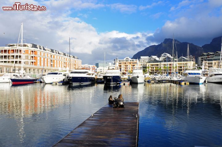 Immagine Leone marino dal molo, Porto di Cape Town, Sud Africa - Questa zona ricca di negozi, bar tipici, abitanti giovani che suonano strumenti musicali per le vie e soprattutto il porto, conosciuta con il nome di Waterfront, non è esente da mostrare di tanto in tanto dei leoni marini. Famosissime in questa parte di Cape Town, assomigliano alle foche e sono la gioia dei bambini quando hanno occasione di vederne - © littlewormy / Shutterstock.com