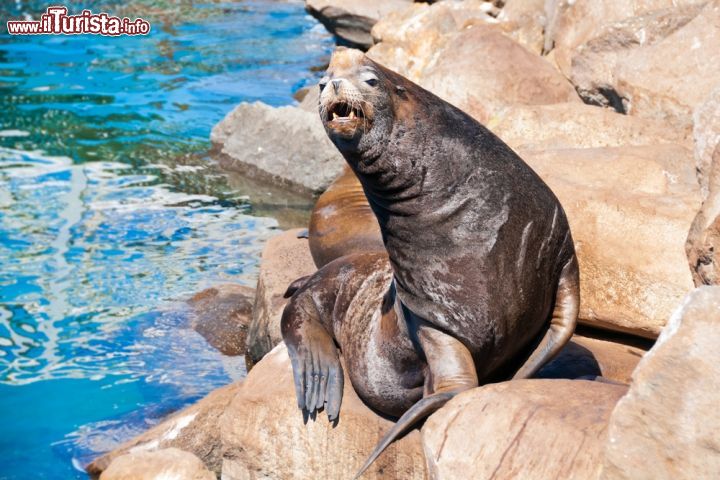 Immagine Leoni di mare a Morro Bay, California. Il nome di queste simpatiche creature dei mari più freddi deriva dal greco e significa "piccola orecchia": i leoni marini, a differenza delle foche, possiedono i padiglioni aurucolari seppur molto piccoli - © Alexander Demyanenko / Shutterstock.com