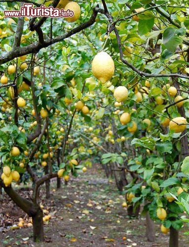 Immagine Un limoneto nelle campagne di Monterosso al Mare in Liguria - @ Pro Loco Monterosso