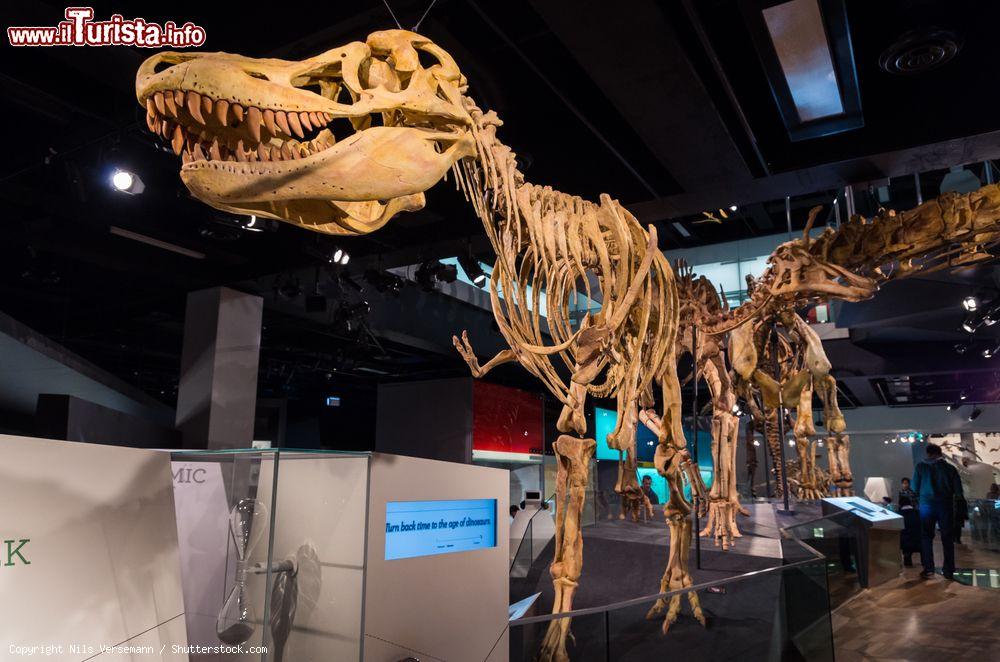 Immagine Lo scheletro di un Tarbosaurus Bataar al Melbourne Museum, Australia - © Nils Versemann / Shutterstock.com