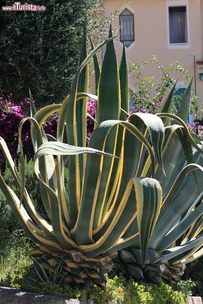 Immagine Lo scorcio di un giardino nella cittadina mediterranea di Pietra Ligure, Liguria. Passeggiando per questa bella località di mare si possono scoprire giardinetti e aree verde che ospitano specie floreali di ogni genere.