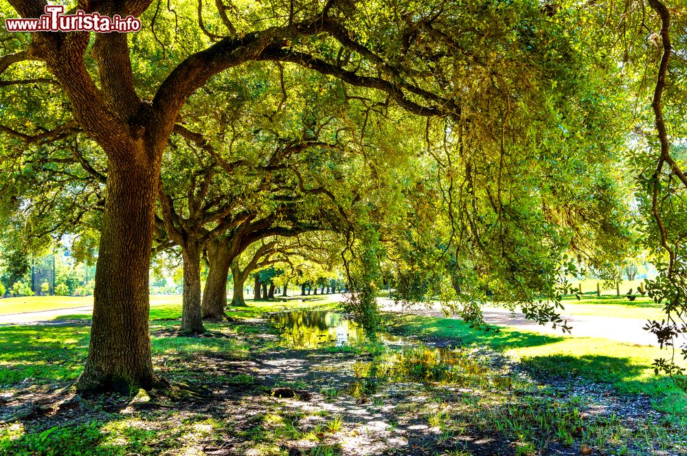 Immagine Lo scorcio di un parco pubblico a Houston, Texas, in una giornata estiva (USA).