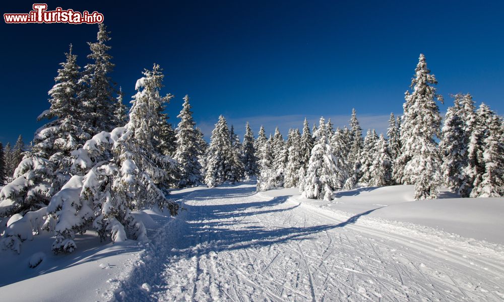 Immagine Lo ski resort di Rogla a Pohorje, Slovenia. In inverno Rogla è una delle tante località slovene dedicate allo sci e alle attività sciistiche. Soprattutto per gli appassionati di fondo, Rogia è un vero e proprio paradiso con i suoi 30 chilometri ad anelli.