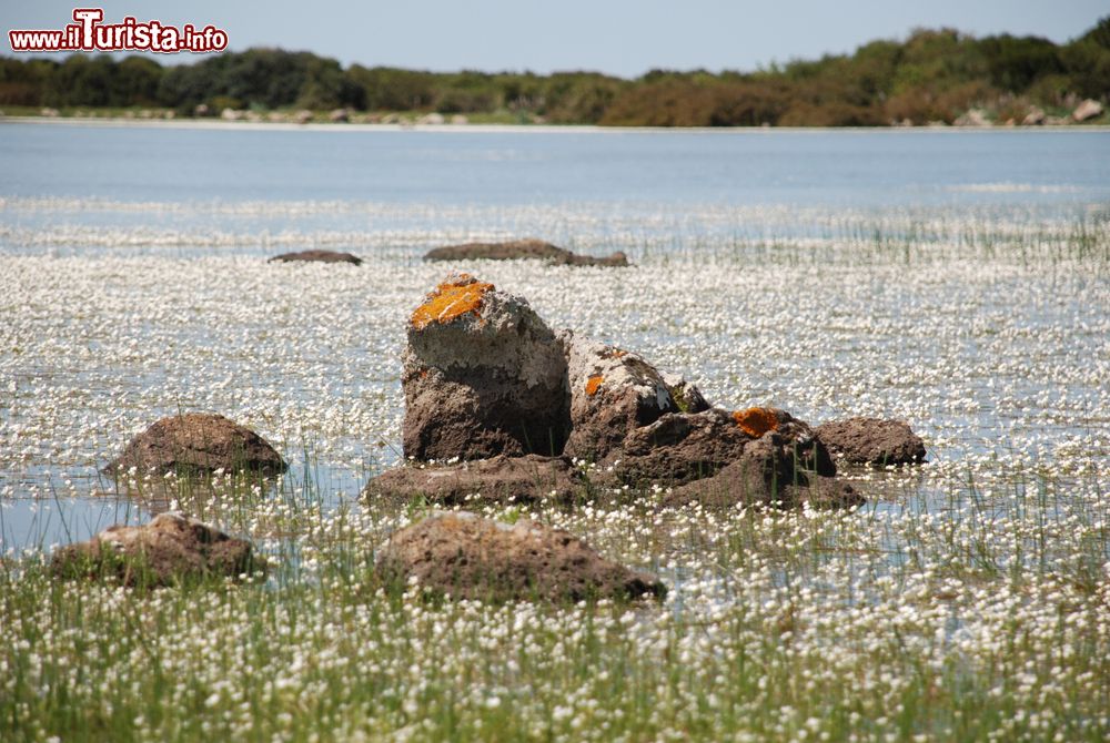 Le foto di cosa vedere e visitare a Palmas Arborea