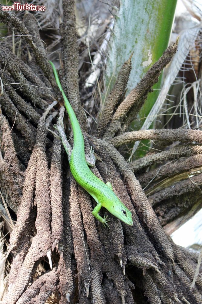 Immagine Una lucertola verde brillante a Honiara, capitale delle isole Salomone, Oceania.