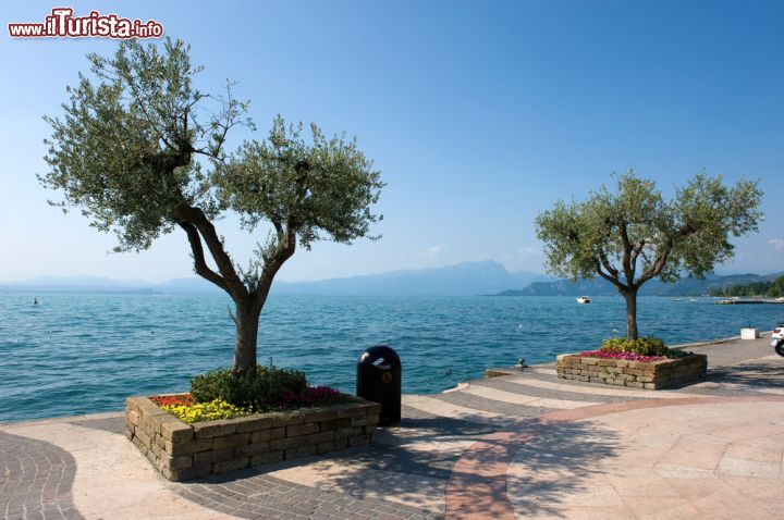 Immagine lungolago di Lazise con olivi - © Robert Hoetink / Shutterstock.com