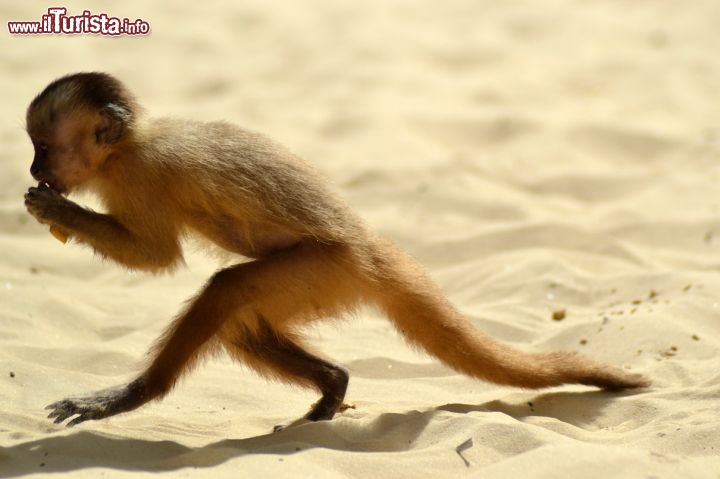 Immagine Macaco in spiaggia a Vassouras, siamo non lontano dei Lençois Maranhenses in Brasile