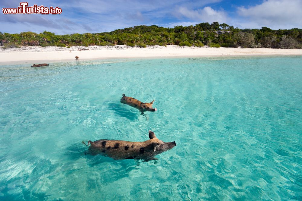 Immagine Maialini selvatici nuotano in una delle isole di Exuma, Bahamas. Presenti da decenni su alcuni degli isolotti più selvaggi dell'arcipelago, ne rappresentano una delle principali attrattive turistiche. Le loro origini, tuttavia, rimangono in gran parte un mistero.