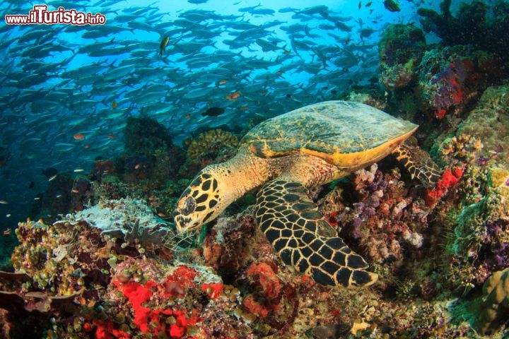 Immagine La fauna sottomarina delle acque delle Maldive è straordinaria. Squali balena, tartarughe e mate sono alcune delle principali specie che popolano l'Oceano Indiano attorno alle isole - foto © Rich Carey / Shutterstock.com