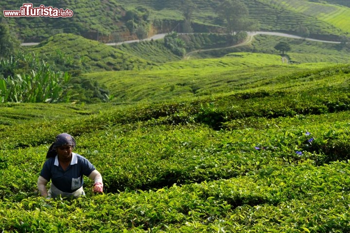 Immagine Cameron Highlands: questa zona della Malesia peninsulare è famosa per le sue piantagioni di tè; qui gli operai si occupano minuziosamente del raccolto e producono alcune delle migliori qualità esportate in tutto il mondo.