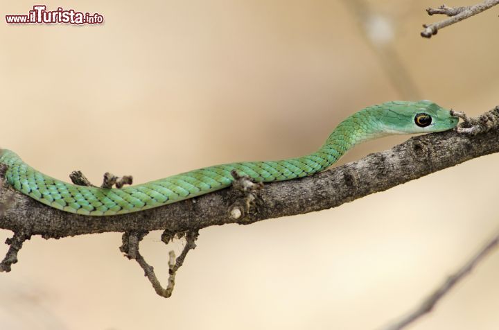 Immagine Un mamba verde al Ruaha National Park. Con livrea brillante e verdeggiante, forma slanciata e lunga coda, è uno dei serpenti più velenosi al mondo: la sostanza che inietta contiene proteine altamente tossiche che nel corpo della vittima bloccano gli impulsi nervosi. Questo esemplare di mamba dalla testa stretta, come tutti quelli della specie Dendroaspis Angusticeps, si è ben adattato a vivere e cacciare sugli alberi tanto da essere in grado di balzare da un albero all'altro  - © hakuna_jina / Shutterstock.com