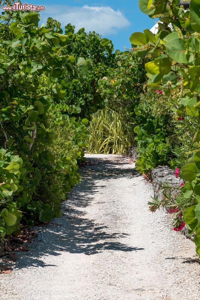 Immagine Un sentiero sterrato immerso nella natura sulle isole Abaco, Bahamas. Siamo a Man O'War Cay, un isolotto di questo arcipelago situato a nord di Miami - © Marco Borghini / Shutterstock.com