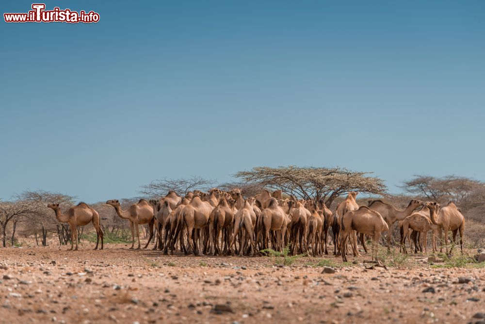 Immagine Mandria di dromedari nel deserto di Kaisut vicino a Marsabit, nord del Kenya.