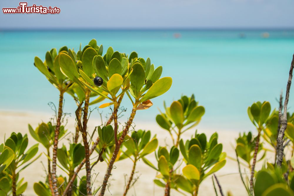 Immagine Mangrovie in una delle tante spiagge delle Berry Islands alle Bahamas