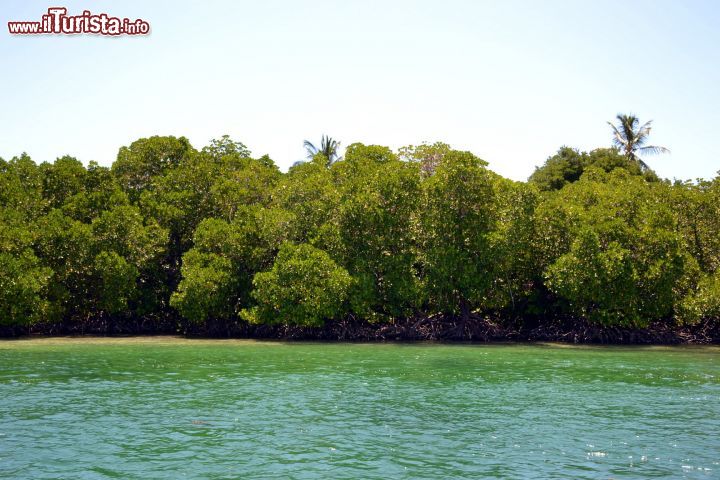 Immagine Mangrovie: presso la baia di Mida Creek (Watamu) proliferano le mangrovie, creando una serie di habitat ideali per gli uccelli e alcune specie ittiche.