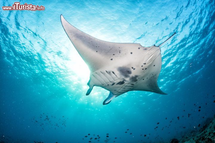 Immagine Una manta nelle acque del reef di un atollo delle Maldive. È molto comune avvistare questi animali durante le immersioni o lo snorkelling nell'arcipelago - foto © Andrea Izzotti / Shutterstock.com