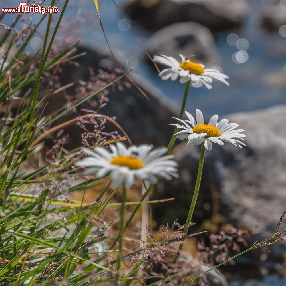 Immagine Margherite lungo il Tour of the Muverans trail durante la discesa al lago di Derborence dal rifugio Giacomini, villaggio di Ovronnaz, Svizzera.