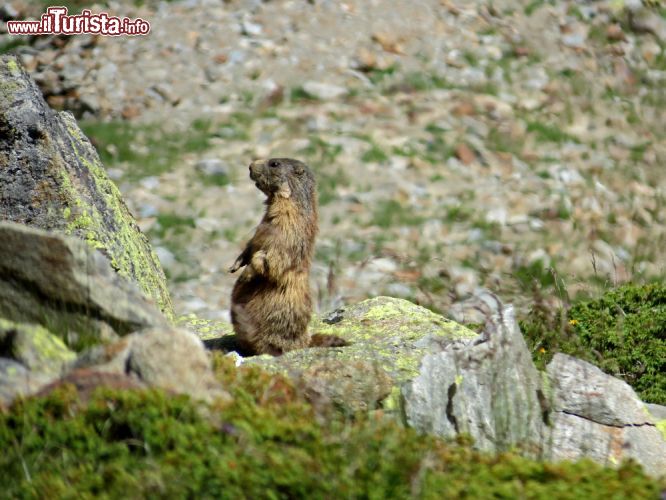 Immagine Una simpatica marmotta in Val Senales, Trentino Alto Adige. Questo mammifero appartenente alla famiglia degli "sciuridi" è parente dello scoiattolo a differenza del quale però vive sul terreno in gruppi numerosi. L'altitudine a cui si può trovare questo plantigrado dal corpo tozzo è superiore ai 1.500 metri, soprattutto fra pietraie al limite superiore delle foreste dove gli alberi si diradano e diminuiscono in grandezza - © Alberto Perer / Shutterstock.com