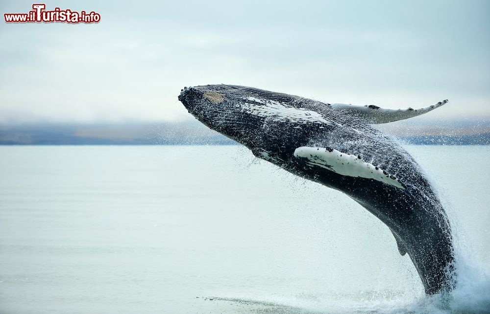 Immagine Una megattera (Megaptera novaeangliae) nei pressi di Husavik, in Islanda, Questi cetacei compiono grandi salti fuori dall'acqua, che i turisti immortalano nelle fotografie durante le uscite di whale watching.
